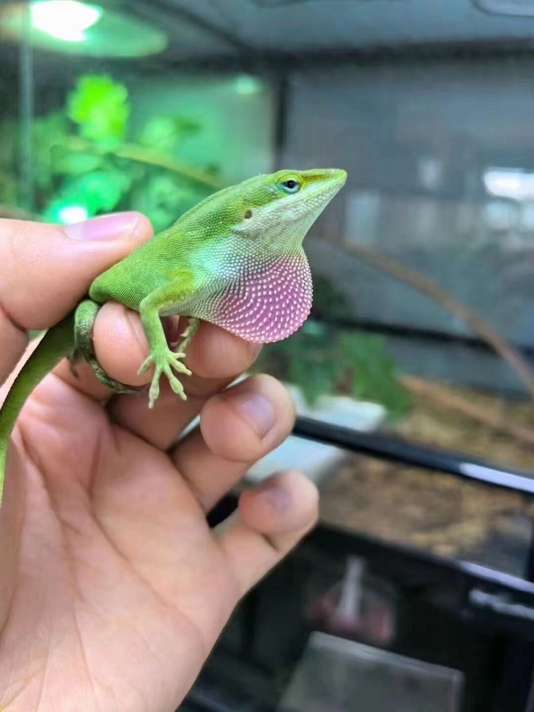 现货宠物可爱蜥蜴活体观赏雨林缸造景活体爬宠学生宠物小宠物爬宠