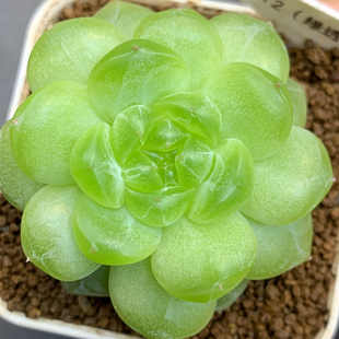 X082 周四晚上 框拍 花意匠 十六號(hào) 講解在15號(hào)鏈接 X094
