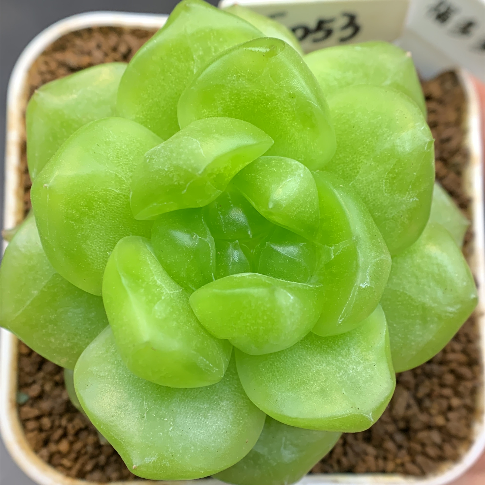 花意匠多肉绝绝子珍妮