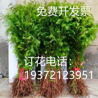 水杉苗水杉树苗 云杉池杉小苗落羽杉你庭院绿化鱼缸鱼塘造景