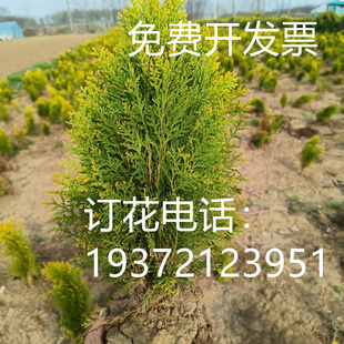 松柏球型黄金柏小苗洒金柏树苗松柏树地栽盆栽清明松绿化工程苗木