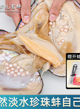 天然淡水珍珠活蚌自己开珍珠蚌爱迪生鲜活蚌壳取珍珠巴洛克异形珠