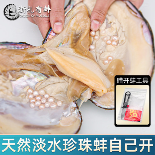 浙礼有蚌养殖基地珍珠蚌包邮
