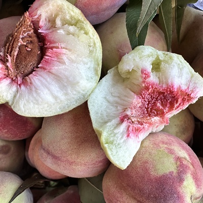 云南腾冲 高原冬桃 雪桃 现摘现发