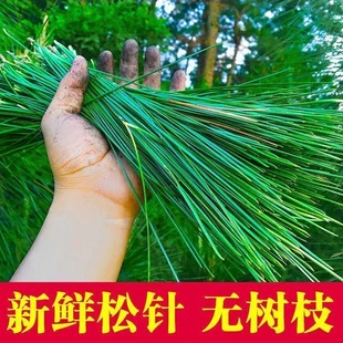 新鲜松针叶松针茶高山老树野生松针马尾松针手工编织蒸包子做酵素