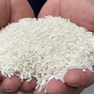 云南腾冲大米新鲜大米 自家种吃的大米软米稻谷 500克 1斤