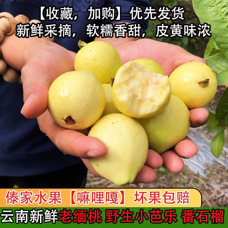 云南老缅桃野生小芭乐果新鲜白心牛奶番石榴孕妇水果嘛哩嘎包邮