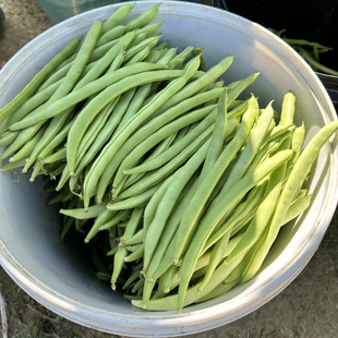 云南四季豆新鲜现摘油豆角露天无筋嫩豇豆应季农家时令蔬菜