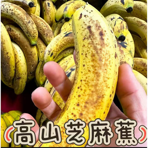 云南高山香蕉老品种甜糯香蕉自然熟香蕉不泡药不打药香蕉新鲜香蕉