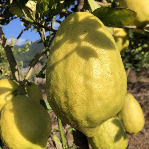 云南腾特产冲香橼果新鲜农家种植佛手果供贡果当应季水果3斤包邮