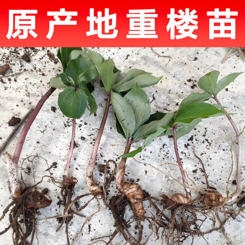 新鲜名贵中药材种植苗七叶一枝花重楼种苗种子重楼苗本地农产品