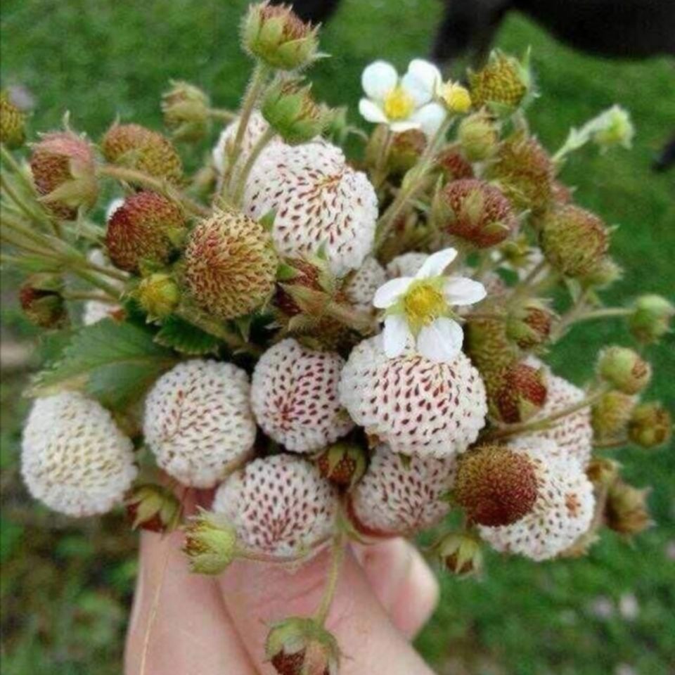 白草莓野生植物多年生当年挂果草坪阳台观赏现挖现发一件包邮