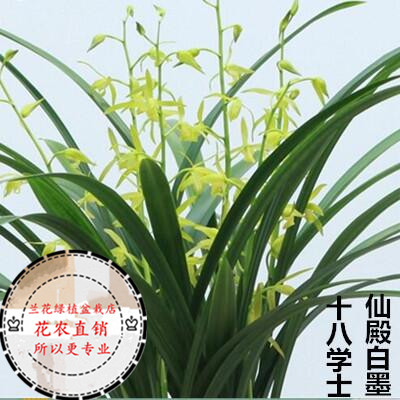 精品兰花苗 浓香墨兰 仙殿白墨 十八学士 室内客厅花卉绿植盆栽
