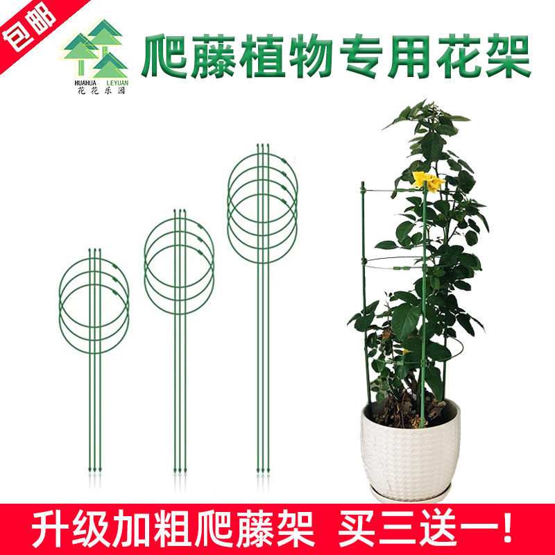 月季花架蟹爪兰铁线莲绿萝花架