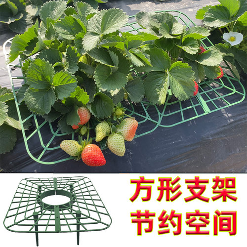 草莓支架盆栽家庭园艺种菜
