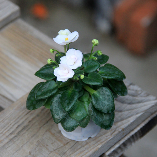 非洲堇 迷你品种 利亚宝贝H-liya 微盆景室内养迷你常绿盆栽