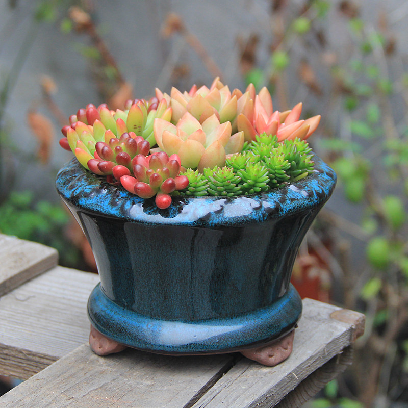 飞碟款多肉植物花盆 中号多肉老桩浮雕形粗陶瓷个性创意透气简约