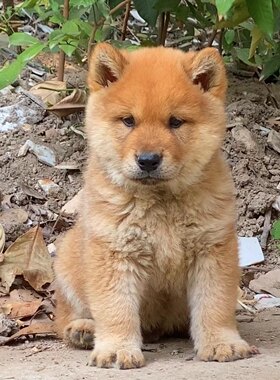 田园犬犬舍幼犬3包邮中型犬柴犬