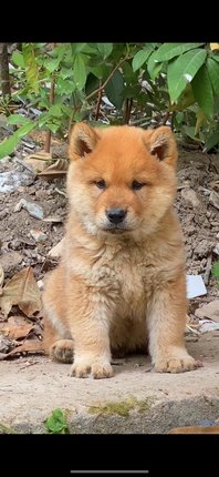 纯种中华田园犬广西土猎狗柴犬大头黄狗白面幼犬宠物狗狗活体包邮