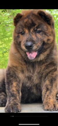 广西土猎犬虎斑犬中华田园犬幼犬狗崽活体狗狗纯种犬狩猎犬赶山犬