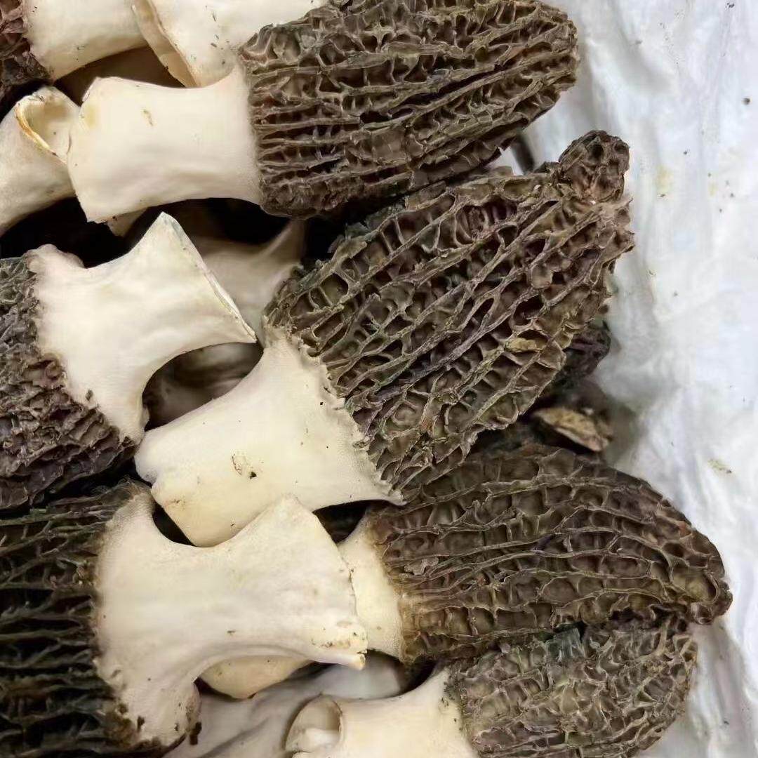 产地直采新鲜羊肚菌煲汤做菜食材菌菇当季孕妇老人小孩滋补营养
