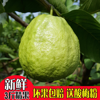 3斤装当季果园现摘脆甜台湾珍珠芭乐番石榴新鲜白心孕妇热带水果