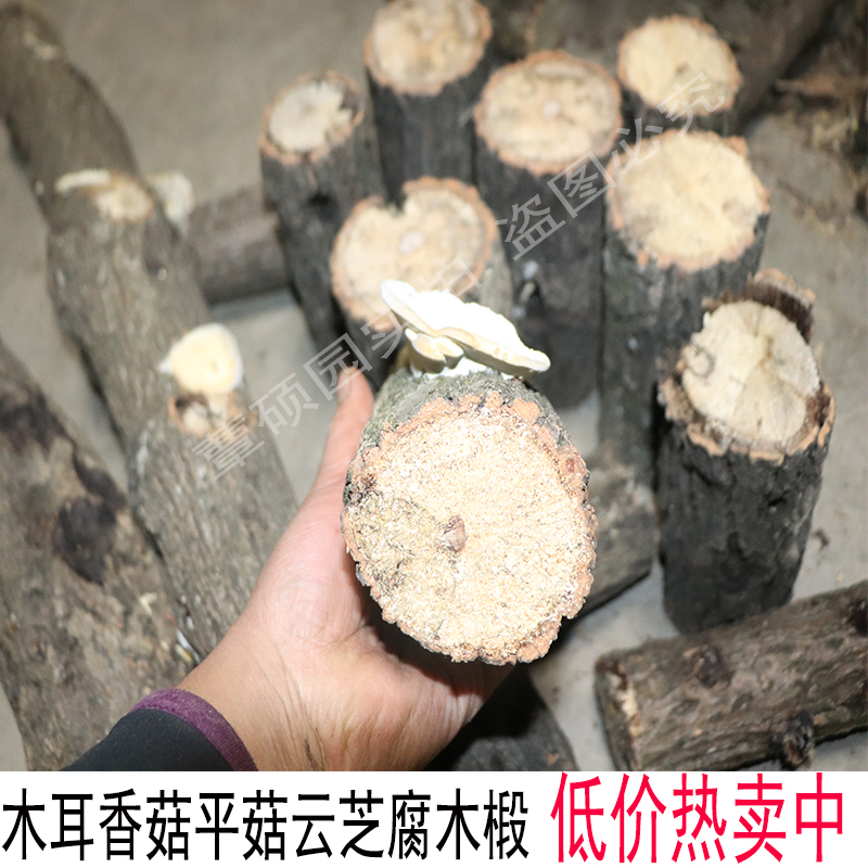 甲虫产卵木锹甲栎木虫柱原木朽木户外自然养菌发酵青冈栎木产木原图片