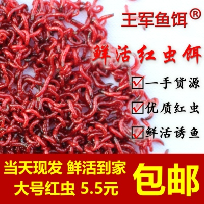 活体黑头公虫红虫王军鱼饵品牌