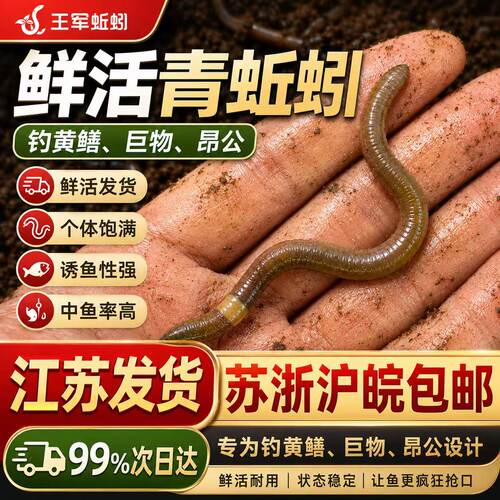 包邮青蚯蚓特大蚯蚓鲜活黑蚯蚓钓鱼鱼饵垂钓钓黄鳝活饵活体臭蚯蚓