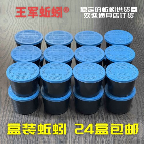 盒装大盒装钓鱼蚯蚓渔具店批发