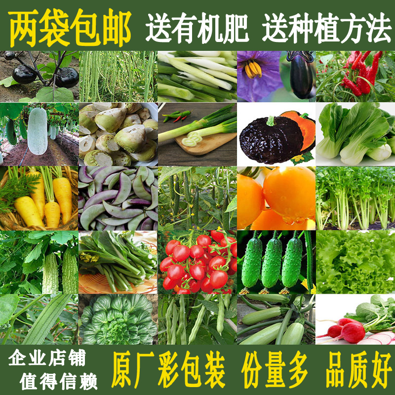 青菜四季播芽苗菜庭院阳台蔬菜种子限8000张券