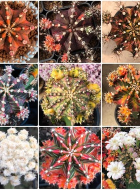 happytree泰国园艺仙人球绯牡丹肋骨锦海神恐龙种子