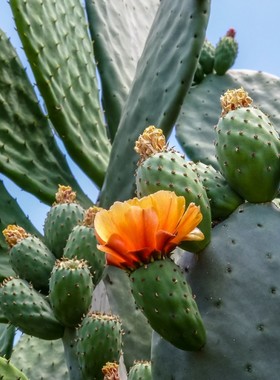 新鲜梨果仙人掌绿色多肉植物盆栽可药用食用仙人掌米邦塔美容院外