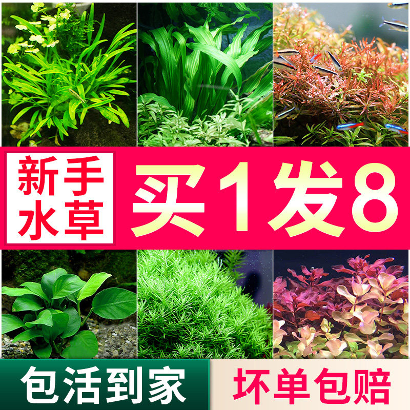 后景水族水草多少钱 后景水族水草优惠券免费领取 有条鱼