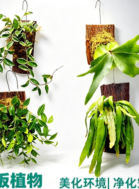 鹿角蕨带板栽好植物绿植净化空气