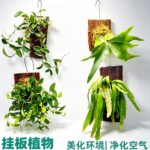 鹿角蕨带板栽好植物绿植净化空气