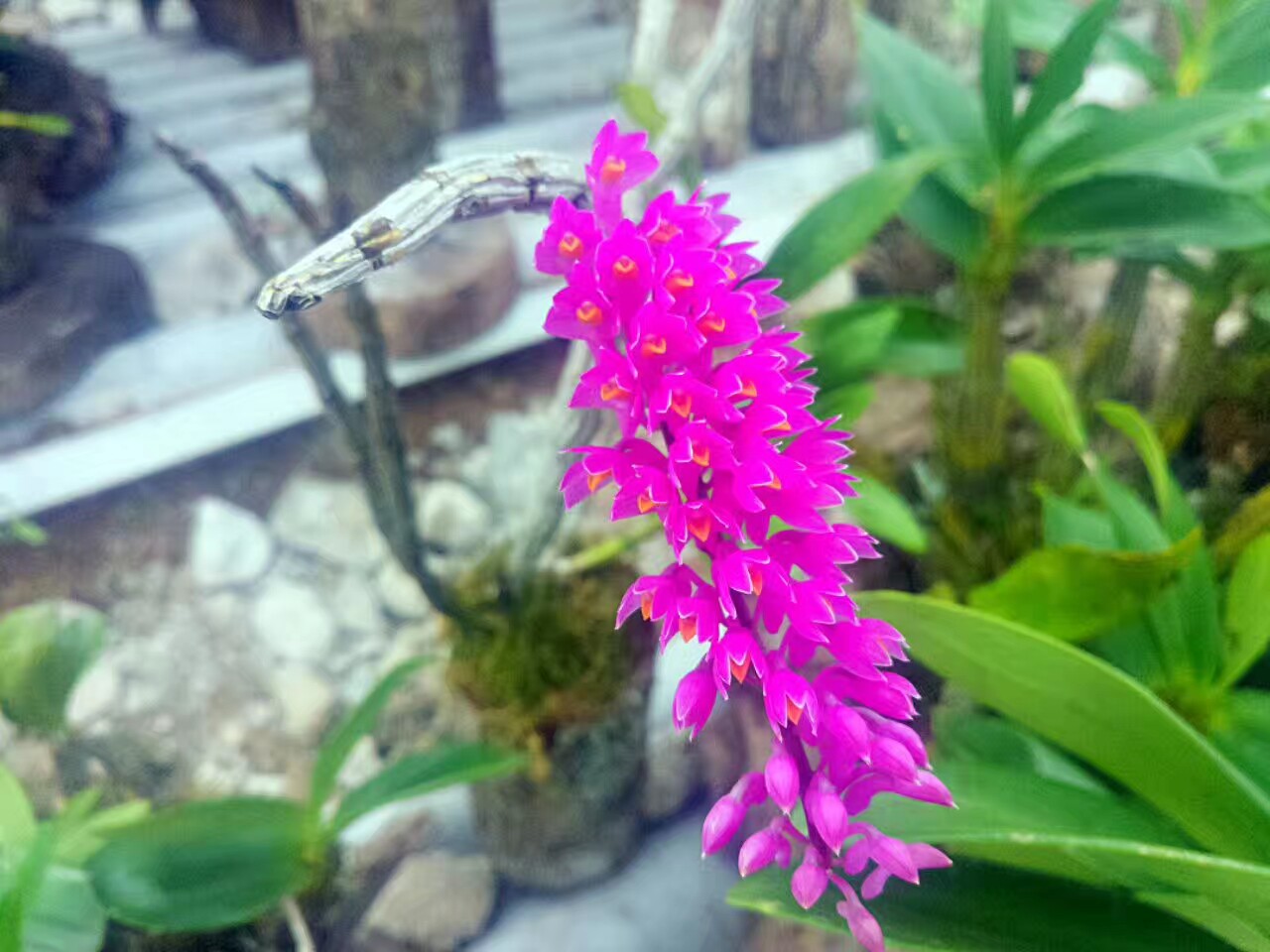 稀有红牙刷石斛 附生兰 吊兰花盆栽盆景 办公室绿植物全店满包