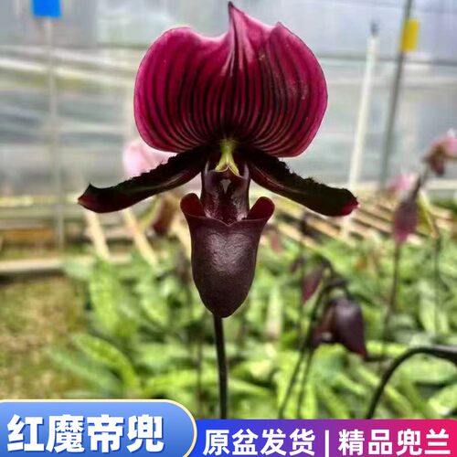 红魔帝兜兰黑魔帝兜兰国兰兰花