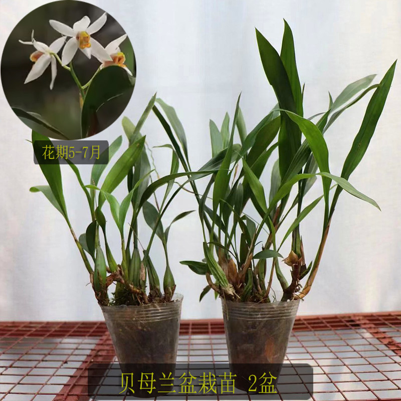 贝母兰 附生兰花 吊兰花 花卉 绿植 叶超多 常年绿色 叶很美 包邮,鲜花速递/花卉仿真/绿植园艺,国兰/杂交兰/洋兰类,淘宝优惠券,粉丝福利购,淘宝优惠卷