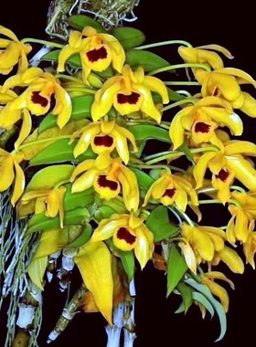 黑喉石斛杯苗 黄色花 红心花期长开花漂亮非常好养的一个品种洋兰