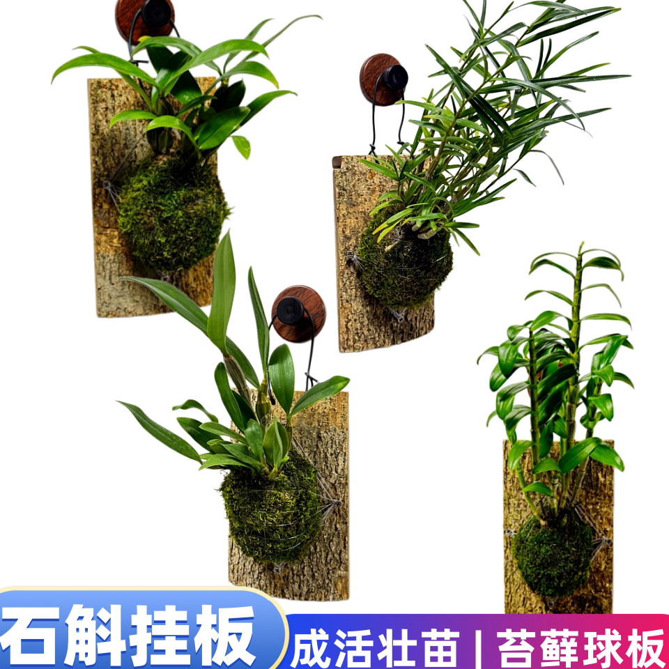石斛带苔藓球木板已成活熟苗栽好竹叶红杓唇维珍重唇铁皮樱石斛兰