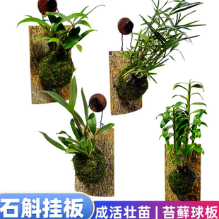 石斛带苔藓球木板已成活熟苗栽好竹叶红杓唇维珍重唇铁皮樱石斛兰