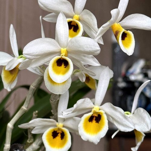 蓓莅稀有本斯石斛盆景绿植吊兰