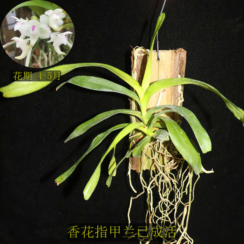香花指甲兰成活苗附生兰石斛兰
