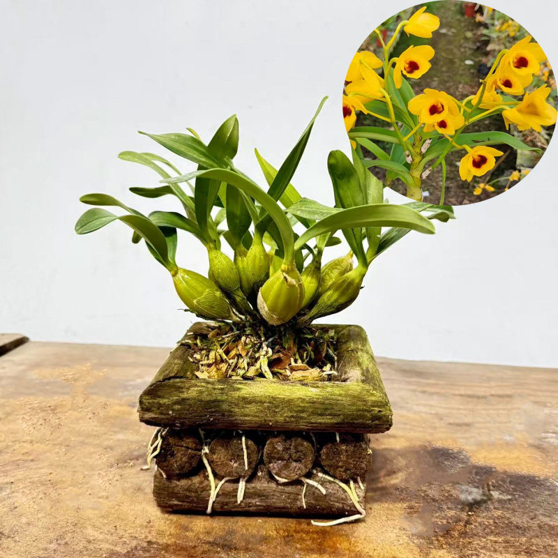 石斛木车盆已种活金钗木车鼓槌车车盆球花车盆 熟苗 种活盆栽绿植,鲜花速递/花卉仿真/绿植园艺,国兰/杂交兰/洋兰类,淘宝优惠券,粉丝福利购,淘宝优惠卷