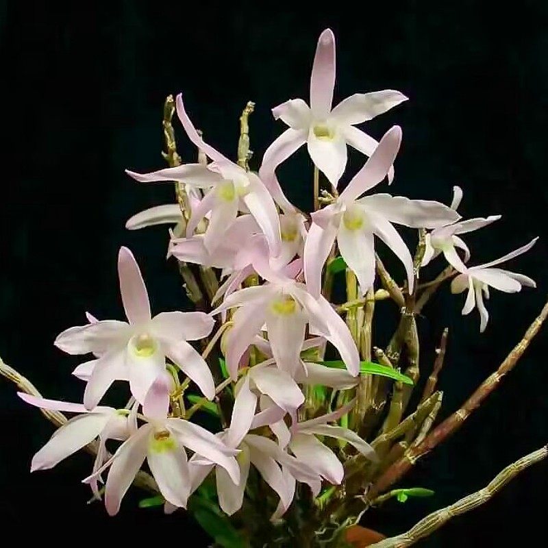 广东石斛 川大花 粉色广东石斛 稀有品种 开花漂亮 粉色花 像铜皮