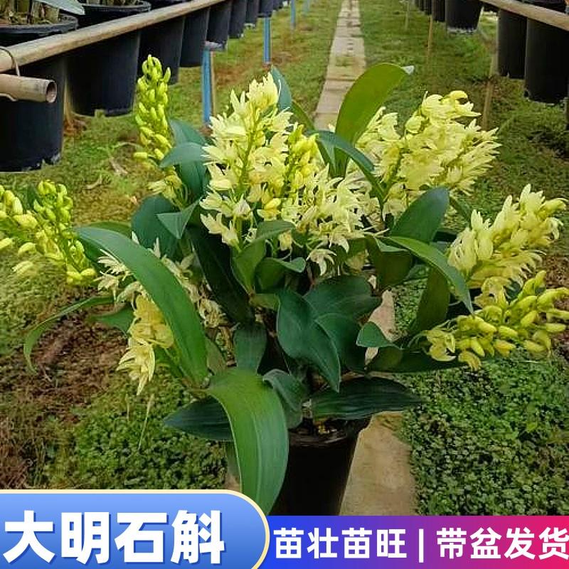 （带盆）黄大明石斛花期长开花漂亮常年带叶不落叶品种开花很美香