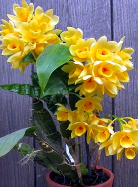 稀有具槽石斛金黄色花特别好看洋兰花卉绿植盆栽球形花绿植附生兰