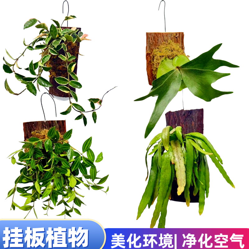 鹿角蕨带板栽好植物绿植净化空气
