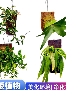 鹿角蕨白锦鸟巢蕨球兰挂板栽好红叶丝苇椒草阳台带板栽好植物美化